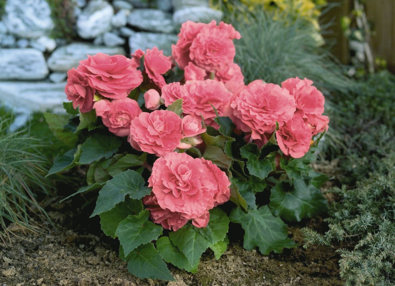 Представитель Семейства Begoniaceae